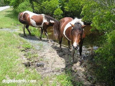 A Pony is drinking from a creek and another Pony is walkign towards a creek.