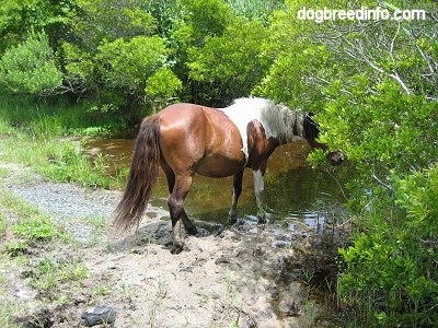 The back left side of a paint Pony walking into a creek