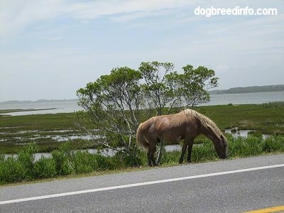 Pony eating grass roadside