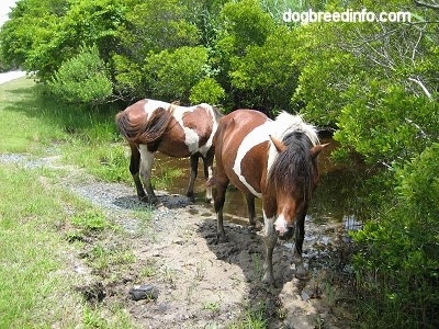 Two paint ponies are drinking from a creek