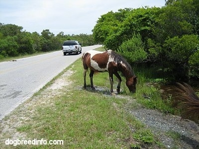 The right side of a Pony eating grass near the creek