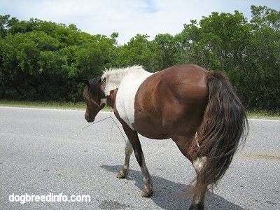 Close Up - The back left side of a paint Pony that is walking across the street with a stick caught in its mane