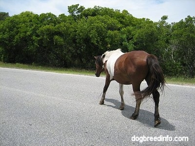 A paint Pony is walking across the street