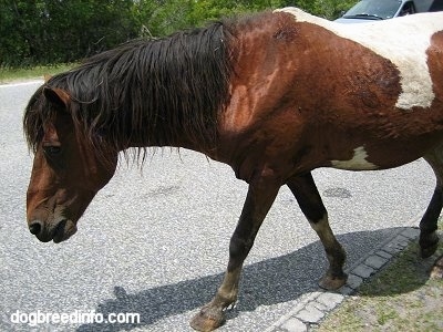 Close Up - The left side of a paint Pony that is walking along a street