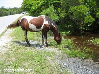 The right side of a paint Pony that is eating grass near a creek