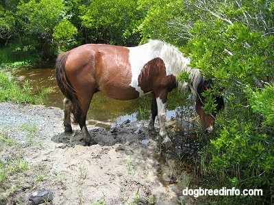 The right side of a paint Pony that is drinking from the creek