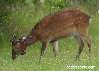 The left side of a Sika Deer that is sniffing its way across a field