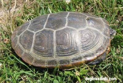The right side of a Turtle in its shell on grass