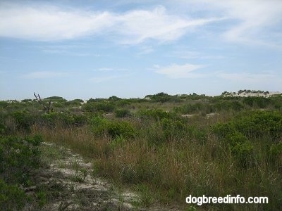 Grassy Sand Dunes