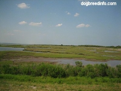A wide shot Marshland