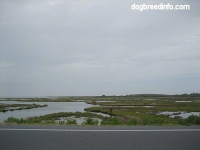 View of the Bay from the Road