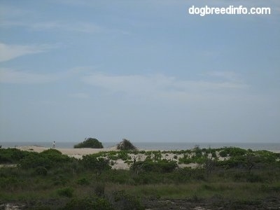 Sand Dunes on a beach