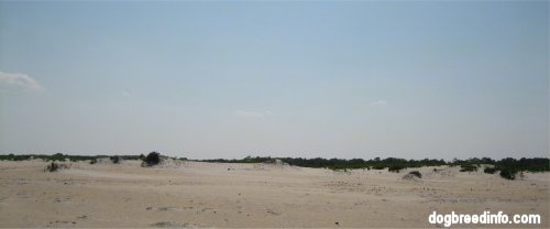 Sand Dunes with a bunch of grass in the background