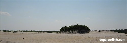 Sand Dunes with a grassy hill