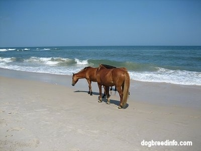 Three Ponies walking along the shore next to the water