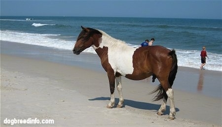 Paint pony standing beachside with people in the background