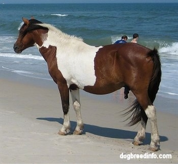 Close Up - Pony standing beachside with people in the background