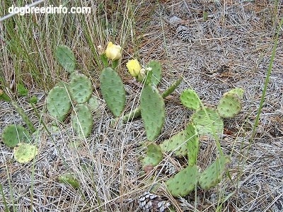 Prickly pear cactus laying in brush