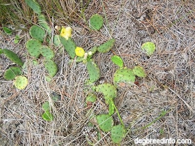 Prickly pear cacti laying on the ground