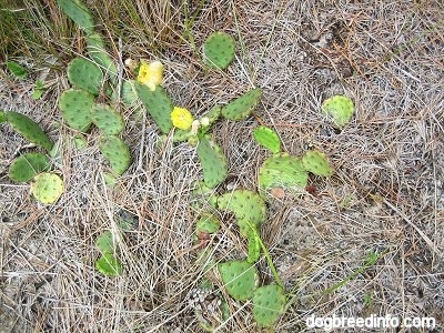 Prickly pear cacti laying on the ground