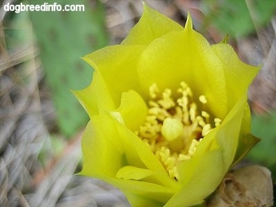 Close Up - Inside of the Prickly pear cactus