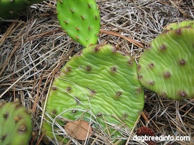 Close Up - Prickly pear cactus