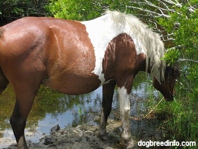Close Up - The back left side of a paint Pony that is drinking from a creek