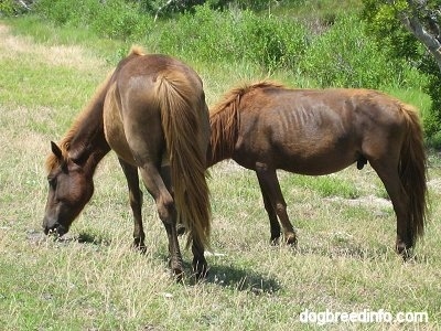 The left side of two brown Ponies that are eating roadside. There is a tree behind them.
