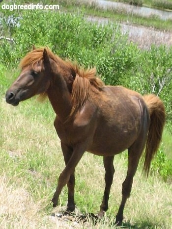 Pony climbing up a grass bank on the roadside