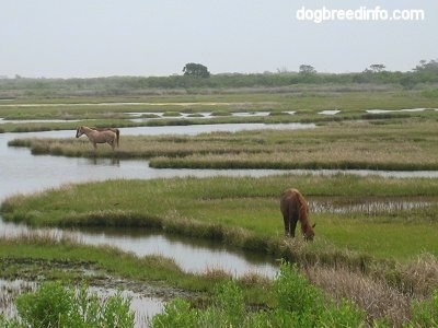 Ponies eating grass in marshland