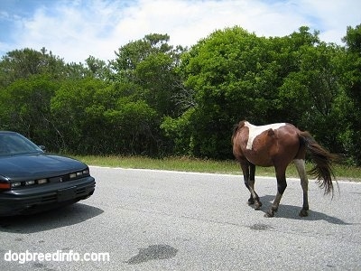 The back left side of a paint Pony that is walking down a road in front of a car