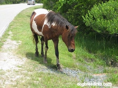 A paint is Pony walking along a roadside