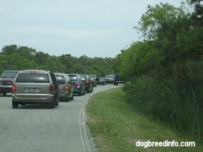 Pony causing traffic trouble