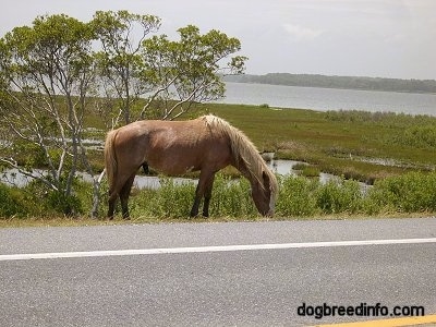 Pony eating grass roadside