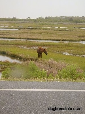 A Pony that is standing on Marshlands