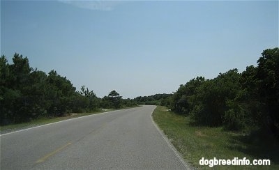 A windy road on Assateague Island MD