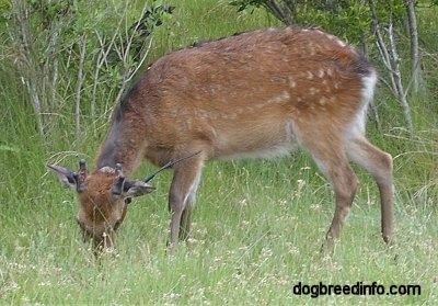 The left side of a Sika deer that is eating grass