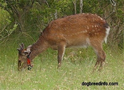 The left side of a Sika Deer that is wearing a red collar