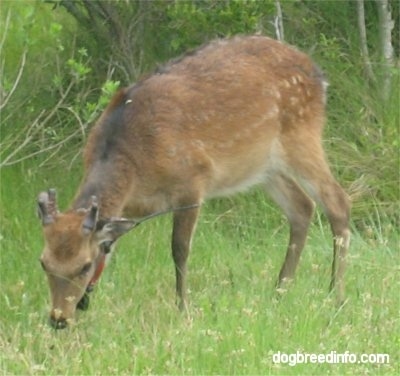 The front left side of a Sika Deer, which is eating grass in a field