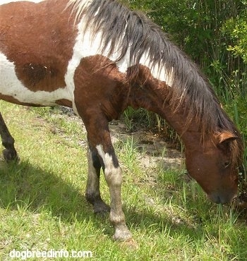 Close Up - Pony eating in the salt marsh