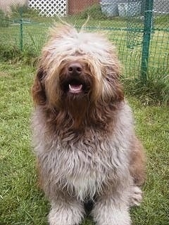 Front view - A wavy, long-coated brown, tan and white Aussiedoodle is sitting in grass smiling with its mouth open looking up.