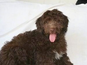 Front side view - A curly-coated, dark brown with white Aussiedoodle puppy is laying on a blanket and it is looking forward. Its mouth is open and tongue is out.