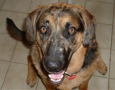 Close up - Topdown view of a brown with black Aussiedor that is sitting on a tiled floor with its mouth open and it is looking up.