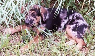 The left side of a merle Aussiedor Puppy that is laying across grass that is under taller grass