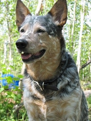 Close up - A merle Australian Cattle Dog is sitting in the woods with its mouth open and it is looking to the left.