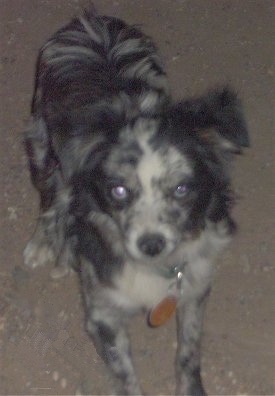 View from the front looking down - A merle black with grey and white toy Australian Shepherd is standing on a carpet and it is looking up.