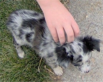 australian shepherd black and grey