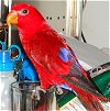 Left Profile - A red with black and yellow Lorikeet is standing on a drinking glass looking to the left.