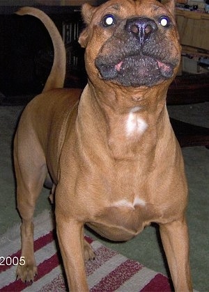 The front right side of a tan American Bandogge Mastiff that is standing on a rug with its tail in the air