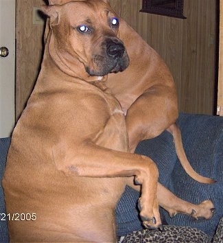 The right side of a brown American Bandogge Mastiff is sitting on a couch with its front paws in the air and behind it is another brown American Bandogge Mastiff that is sitting on the back of a couch.